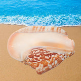 Natural,Shell,Conch,Phoenix,Conch,Coral,Beach,Ornament,Decorations