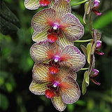 Egrow,Cymbidium,Orchid,Seeds,Butterfly,Orchid,Plant,Flower,Seeds,Cymbidium,Flower,Plants