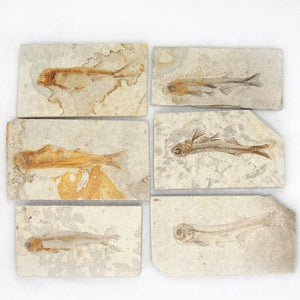 Lycoptera,Davidi,plate,specimen,Jurassic,Cretaceous,Fossil,China,Decorations