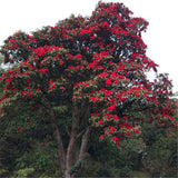 Egrow,Rhododendron,Delavayi,Seeds,Rhododendron,Delavayi,Plant,Rhododendron,Delavayi