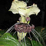 Egrow,Black,Tiger,Shall,Orchid,Seeds,Multiple,Varieties,Orchid,Flowers,Seeds,Garden