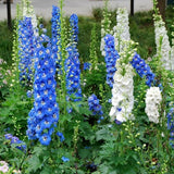 Egrow,100Pcs,Delphinium,Grandiflorum,Flower,Seeds,Gardening,Bonsai,Garden,Decor