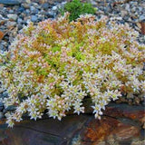 Egrow,Succulent,Seeds,Sedum,Spanish,Stonecrop,Succulent,Plantas,Bonsai,Plant,Garden,Flower,Plants