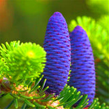 Egrow,Abies,Seeds,Christmas,Garden,Bonsai,Flower,Seeds,Garden,Plants