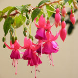 Egrow,10Pcs,Gardening,Abutilon,Striatum,Flower,Seeds,Bonsai,Plant,Gardening,Decoration