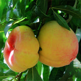 Egrow,Peach,Seeds,Garden,Dwarf,Bonanza,Sweet,Peaches,Bonsai,Fruit,Plants,Seeds