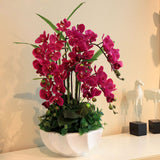 Egrow,Phalaenopsis,Orchid,Seeds,Orchid,Bonsai,Plants,Flowers,Seeds,Garden,Plants