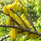 Egrow,Carambola,Seeds,Garden,Sementes,Averrhoa,Fruit,Seeds,Woody,Plants