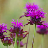 Egrow,Seeds,Purplish,Flower,Lilac,Bonsai,Garden,Plant