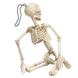 Creepy,Human,Skeleton,Skull,Figurine,Scary,Halloween,Skeleton,Party,Decorations