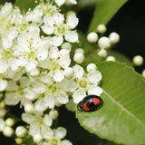 Pyracantha,Seeds,Yellow,Pyracantha,Fortuneana,Firethorn,Perennial,Bonsai,Seeds