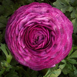 Egrow,Ranunculus,Asiaticus,Seeds,Garden,Persian,Buttercup,Seeds,Bonsai