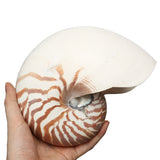 Natural,Conch,SeaShell,Tiger,Chambered,Pompilius,Decorations