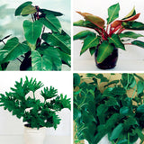 Egrow,Philodendron,Seeds,Kinds,Philodendron,Bonsai,Indoor,Plants,Radiation,Absorb,Plant