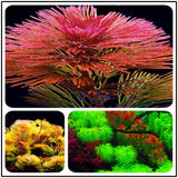 Egrow,Aquarium,Plant,Seeds,Semillas,Raras,Plantas,Aquatic,Trees