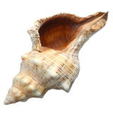 Natural,Trumpet,Shells,Conch,Snails,Ornament,Decorations