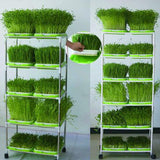 Soilless,Nursery,Culture,Beans,Hydroponic,Sprouter,Nursery,Hidroponia,Seedling,Garden,Supplies