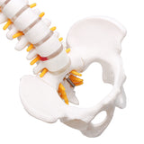 Lifesize,Human,Vertebral,Column,Model,Spine,Anatomy,Model,Vertebrae,Skeleton,Nerves,Medical,Model