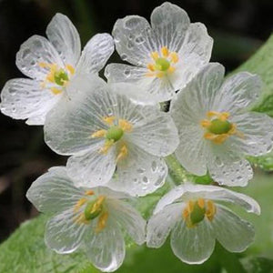 10PCS,Japanese,Lotus,Flower,Seeds,White,Petal,Flower,Turns,Translucent,Bonsai,Crystal