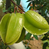 Egrow,Carambola,Seeds,Garden,Sementes,Averrhoa,Fruit,Seeds,Woody,Plants