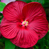 Egrow,Hibiscus,Flower,Seeds,Moscheutos,Bonsai,Giant,Hibiscus,Flower,Bonsai,Perennial,Cottonrose,Hibiscus,Bonsai,Plant