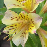 Egrow,Seeds,Peruvian,Alstroemeria,Bonsai,Plants,Beautiful,Lilies,Flower