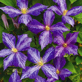 Egrow,Climbing,Clematis,Bonsai,Seeds,Perennial,Courtyard,Bonsai,Flower,Plants,Garden