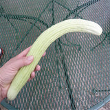 Egrow,Giant,Green,Cucumber,Seeds,Crisp,Sweet,Fruit,Organic,Vegetable