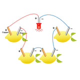 Fruit,Battery,Light,Diode,Orange,Potato,Lemon,Generator,Science,Project,Student,Experiment