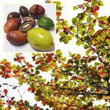 Egrow,Apricot,Seeds,Terminalia,Bonsai,Catalpa,Garden,Plant