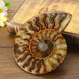 Large,Natural,Ammonite,Fossil,Conch,Crystal,Specimen,Decorations