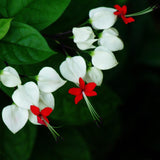 Egrow,20Pcs,Clerodendrum,thomsonae,Seeds,Flower,Garden,Bonsai,Seeds