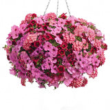 Egrow,Petunia,Seeds,Petunia,Plants,Hanging,Bonsai,Petunia,Flowers,Garden