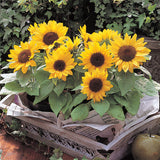 Egrow,Sunflower,Seeds,Garden,Snack,Flower,Decoration,Plants,Bonsai