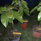 Egrow,Avocado,Seeds,Grafted,Tropical,Fruit,Garden,Plant