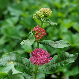 Egrow,Purple,Asclepias,Seeds,Garden,Flowers,Plants,Bonsai,Seeds,Milkweed,Seeds