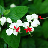 Egrow,20Pcs,Clerodendrum,thomsonae,Seeds,Flower,Garden,Bonsai,Seeds