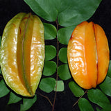 Egrow,Carambola,Seeds,Garden,Sementes,Averrhoa,Fruit,Seeds,Woody,Plants