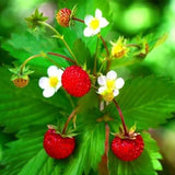 Egrow,Alpine,Strawberry,Seeds,Perennial,Sweet,Fruit,Fragaria,Bonsai