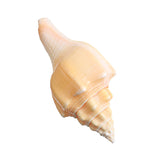 Large,Natural,Conch,Shells,Coral,Snail,Ornament,Decorations