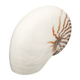 Natural,Conch,SeaShell,Tiger,Chambered,Pompilius,Decorations