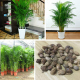 Egrow,Indoor,Seeds,Chrysalidocarpus,Lutescens,Areca,Plants,Bonsai,Decor,Plants