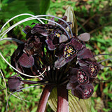 Egrow,Black,Tiger,Shall,Orchid,Seeds,Multiple,Varieties,Orchid,Flowers,Seeds,Garden