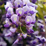 Egrow,Garden,Creepers,Wisteria,Seeds,Bonsai,Seeds,Ornamental,Plant,Flower,Seeds