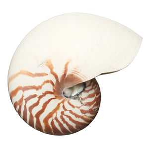 Natural,Conch,SeaShell,Tiger,Chambered,Pompilius,Decorations