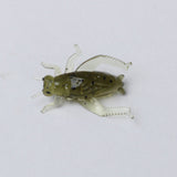 ZANLURE,2.5cm,Artificial,Cricket,Fishing,Insect