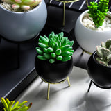 Succulent,Simple,Frame,Flower,Stand,Ceramic,Hydroponic,Flowerpot,Green,Plant