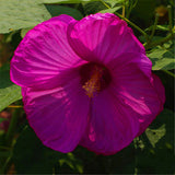 Egrow,Hibiscus,Flower,Seeds,Moscheutos,Bonsai,Giant,Hibiscus,Flower,Bonsai,Perennial,Cottonrose,Hibiscus,Bonsai,Plant