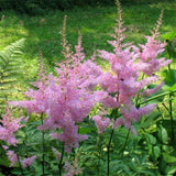 Egrow,Astilbe,Seeds,Chinese,Astilbe,Plant,Astilbe,Chinensis,Flower,Seeds