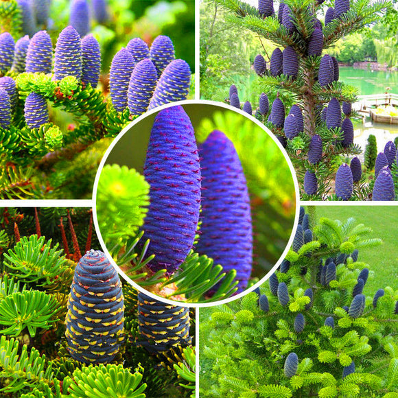 Egrow,Abies,Seeds,Christmas,Garden,Bonsai,Flower,Seeds,Garden,Plants